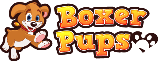 Beautiful Boxer Puppies | Purebred boxer breeder located in Brampton, Ontario, Canada