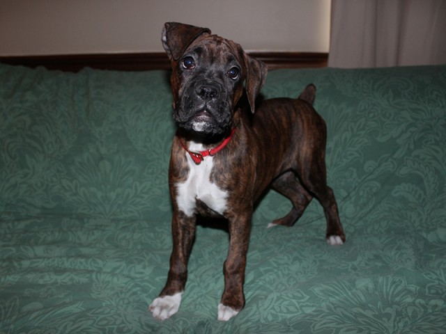 Missy-Boxer-Puppies-Litter-Sept0714-Week12-Brindle-Black-Mask-Female-Boxer-Puppy-01-2084