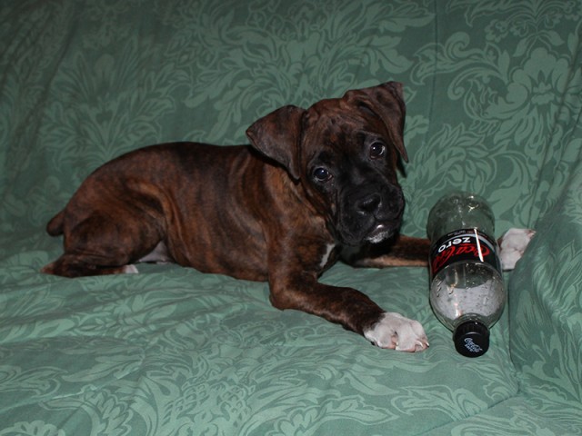 Missy-Boxer-Puppies-Litter-Sept0714-Week12-Brindle-Black-Mask-Female-Boxer-Puppy-01-2088