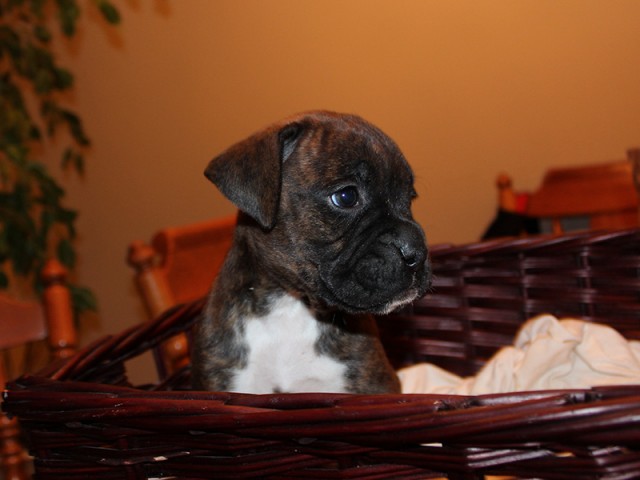 Missy-Boxer-Puppies-Litter-Sept0714-Week4-Brindle-Black-Mask-Female-Boxer-Puppy-01-1940