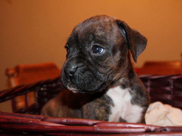 Missy-Boxer-Puppies-Litter-Sept0714-Week4-Brindle-Black-Mask-Female-Boxer-Puppy-01-1943
