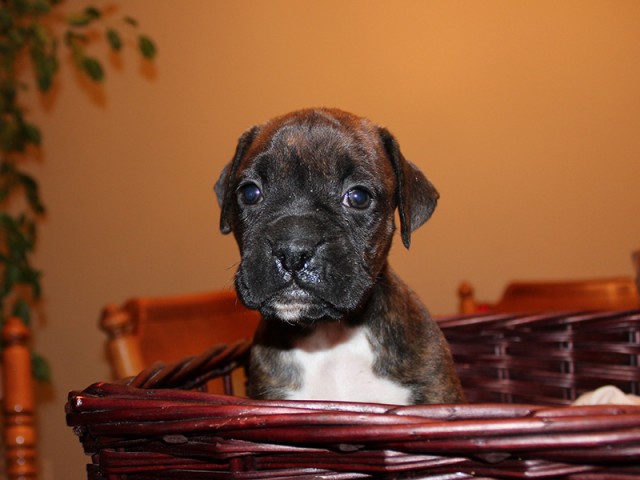 Missy-Boxer-Puppies-Litter-Sept0714-Week4-Brindle-Black-Mask-Female-Boxer-Puppy-01-1947