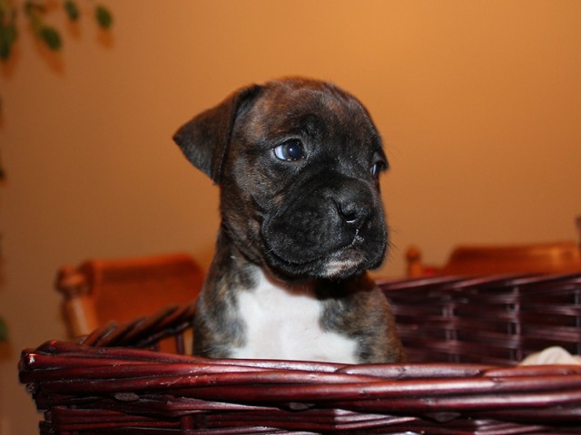 Missy-Boxer-Puppies-Litter-Sept0714-Week4-Brindle-Black-Mask-Female-Boxer-Puppy-01-1948