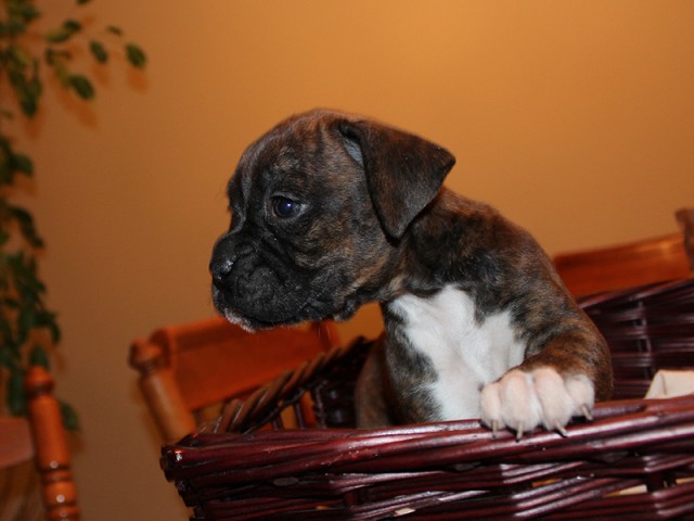Missy-Boxer-Puppies-Litter-Sept0714-Week4-Brindle-Black-Mask-Female-Boxer-Puppy-01-1953