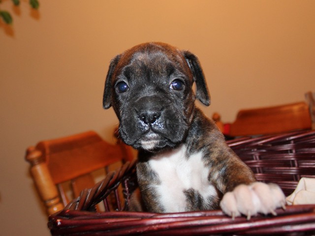 Missy-Boxer-Puppies-Litter-Sept0714-Week4-Brindle-Black-Mask-Female-Boxer-Puppy-01-1955