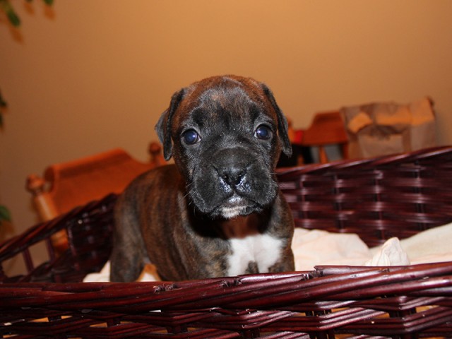 Missy-Boxer-Puppies-Litter-Sept0714-Week4-Brindle-Black-Mask-Female-Boxer-Puppy-01-1962