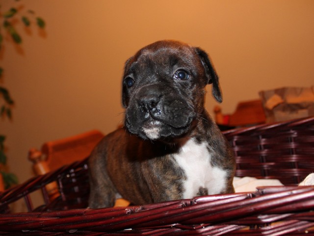 Missy-Boxer-Puppies-Litter-Sept0714-Week4-Brindle-Black-Mask-Female-Boxer-Puppy-01-1964