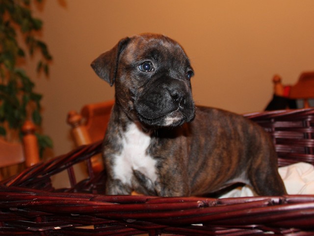 Missy-Boxer-Puppies-Litter-Sept0714-Week4-Brindle-Black-Mask-Female-Boxer-Puppy-01-1969