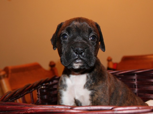Missy-Boxer-Puppies-Litter-Sept0714-Week4-Brindle-Black-Mask-Female-Boxer-Puppy-01-1975