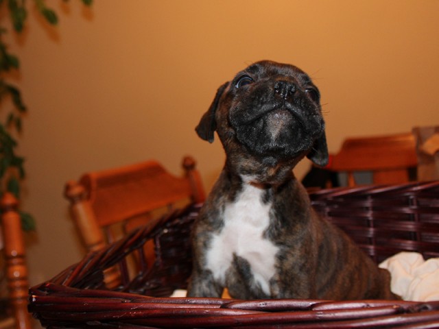 Missy-Boxer-Puppies-Litter-Sept0714-Week4-Brindle-Black-Mask-Female-Boxer-Puppy-01-1982