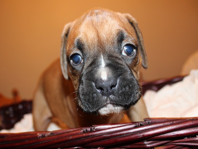 Missy-Boxer-Puppies-Litter-Sept0714-Week4-Fawn-Black-Mask-Male-Boxer-Puppy-01-1889