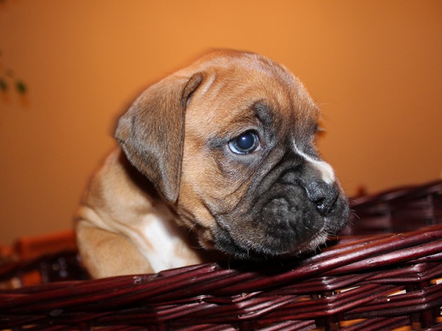 Missy-Boxer-Puppies-Litter-Sept0714-Week4-Fawn-Black-Mask-Male-Boxer-Puppy-01-1898