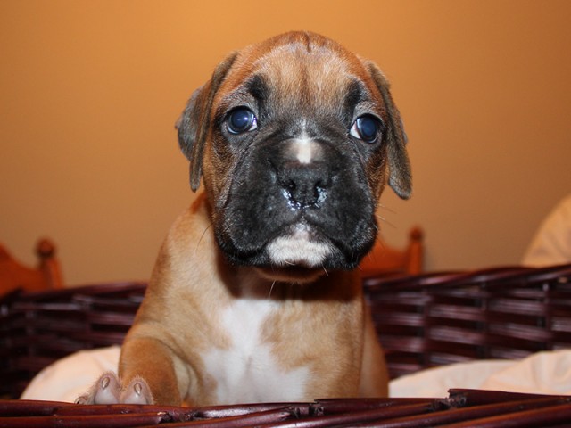 Missy-Boxer-Puppies-Litter-Sept0714-Week4-Fawn-Black-Mask-Male-Boxer-Puppy-01-1904