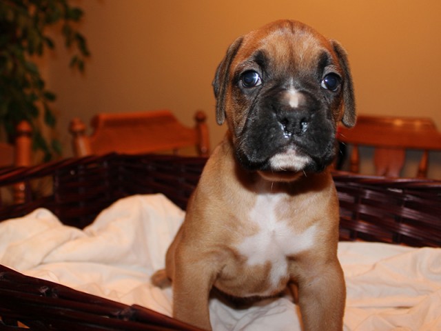 Missy-Boxer-Puppies-Litter-Sept0714-Week4-Fawn-Black-Mask-Male-Boxer-Puppy-01-1912