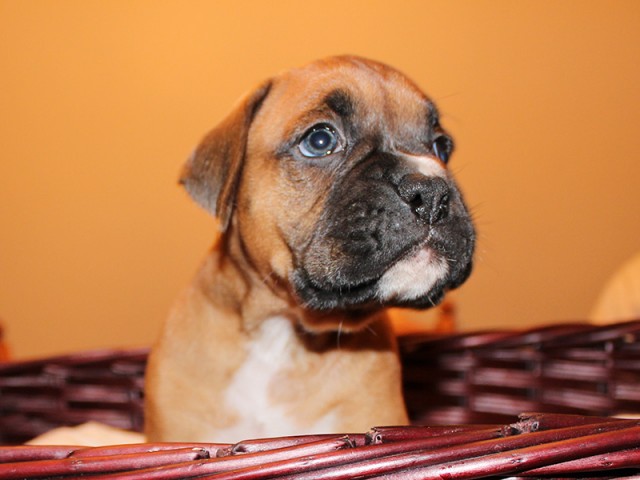 Missy-Boxer-Puppies-Litter-Sept0714-Week4-Fawn-Black-Mask-Male-Boxer-Puppy-01-1916