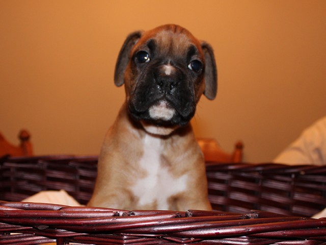 Missy-Boxer-Puppies-Litter-Sept0714-Week4-Fawn-Black-Mask-Male-Boxer-Puppy-01-1922