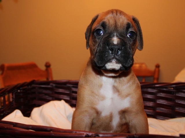 Missy-Boxer-Puppies-Litter-Sept0714-Week4-Fawn-Black-Mask-Male-Boxer-Puppy-01-1923