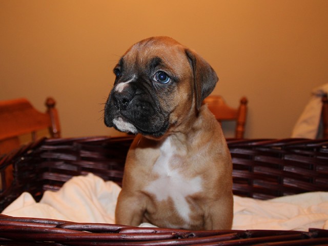 Missy-Boxer-Puppies-Litter-Sept0714-Week4-Fawn-Black-Mask-Male-Boxer-Puppy-01-1931