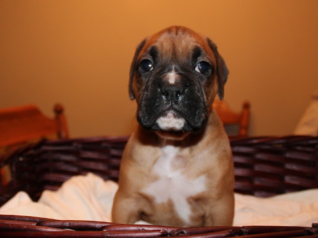 Missy-Boxer-Puppies-Litter-Sept0714-Week4-Fawn-Black-Mask-Male-Boxer-Puppy-01-1933