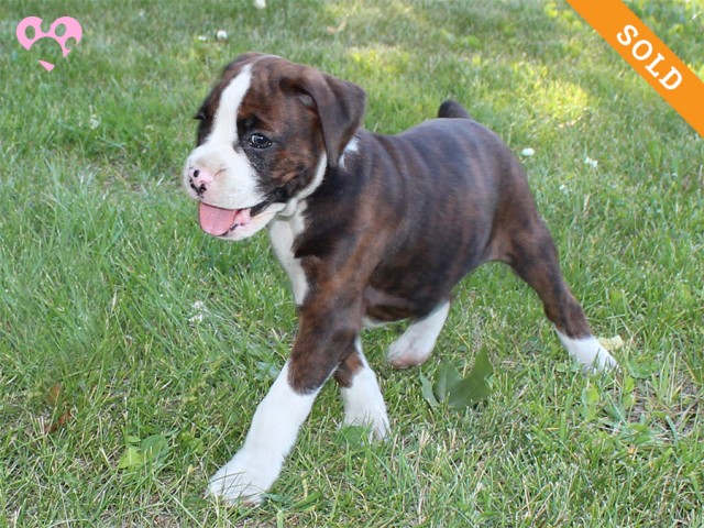 1. Female
Flashy Brindle Boxer Puppy
 SOLD