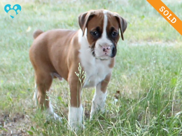 10. Male
Flashy Fawn Boxer Puppy
 SOLD