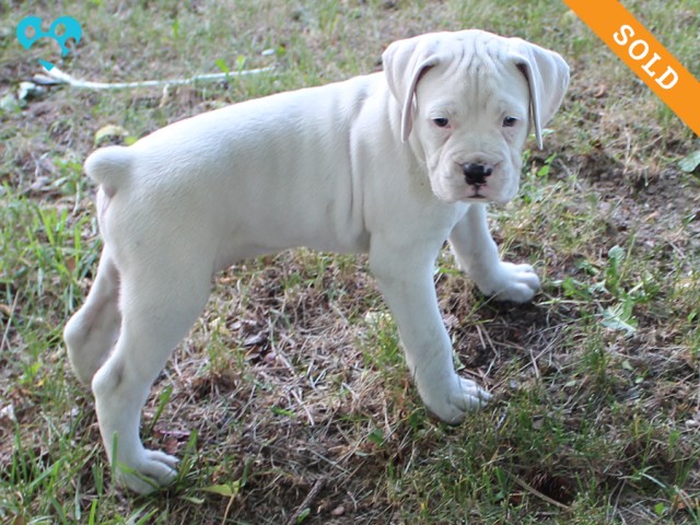 5. Male
White Boxer Puppy
 SOLD