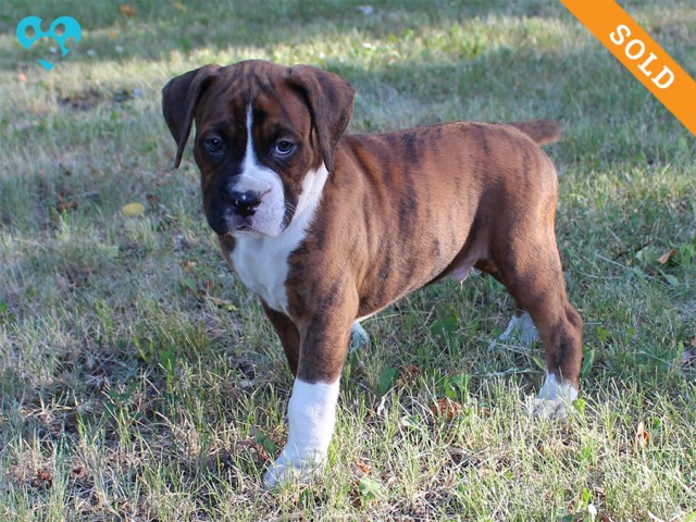 6. Male
Golden Brindle Boxer Puppy
 SOLD