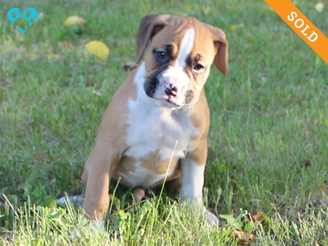 7. Male
Flashy Fawn Boxer Puppy
 SOLD