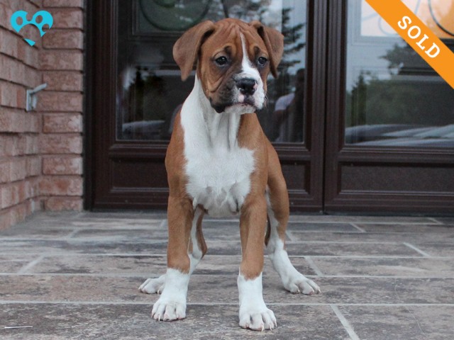 8-2. Male
Flashy Fawn Boxer Puppy
 SOLD