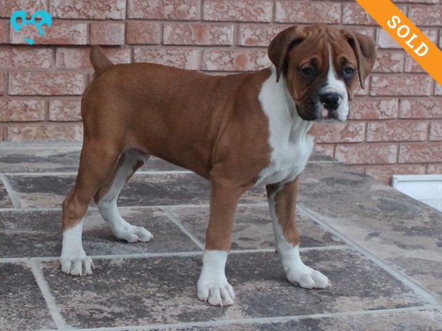 8-1. Male
Flashy Fawn Boxer Puppy
 SOLD