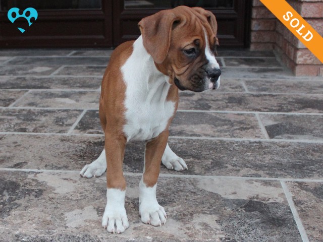 8-3. Male
Flashy Fawn Boxer Puppy
 SOLD