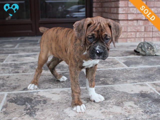 9-1. Male
Brindle Boxer Puppy
 SOLD