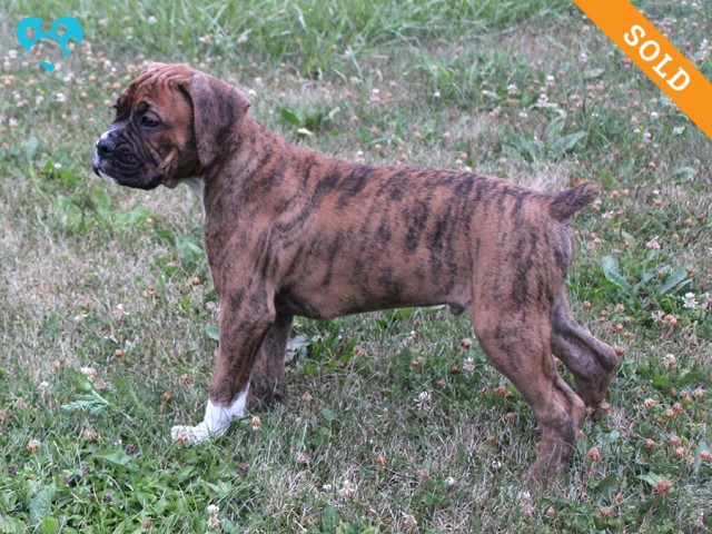 9-2. Male
Brindle Boxer Puppy
 SOLD