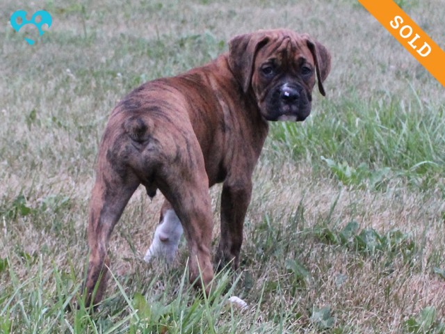 9-3. Male
Brindle Boxer Puppy
 SOLD