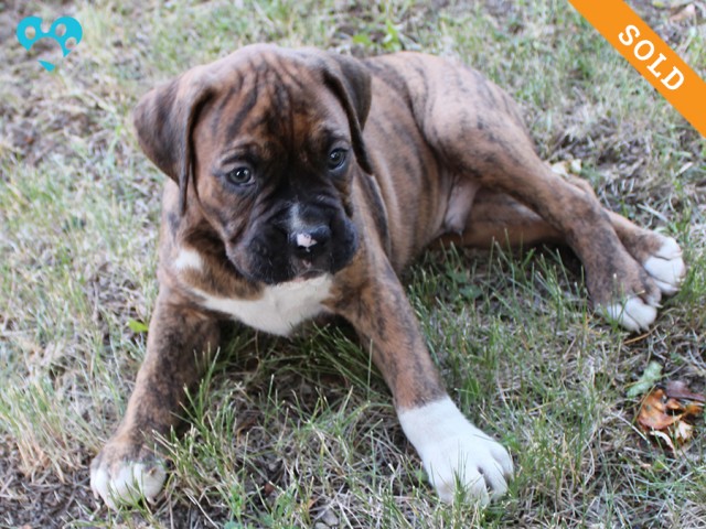 9. Male
Brindle Boxer Puppy
 SOLD