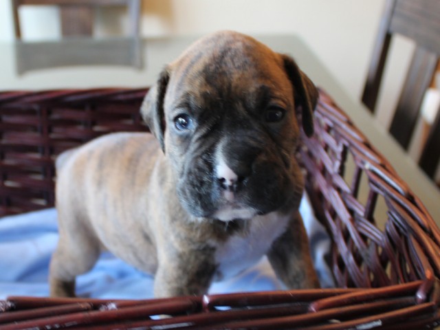 9. Male
Brindle Boxer Puppy
 SOLD