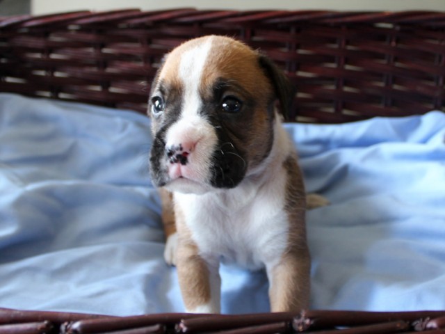 3. Female
Flashy Fawn Boxer Puppy
 SOLD