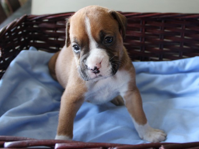 8. Male
Flashy Fawn Boxer Puppy
 SOLD