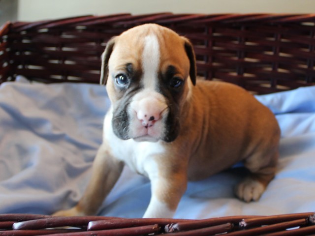 7. Male
Flashy Fawn Boxer Puppy
 SOLD