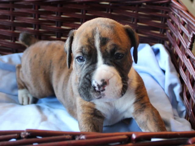 6. Male
Golden Brindle Boxer Puppy
 SOLD