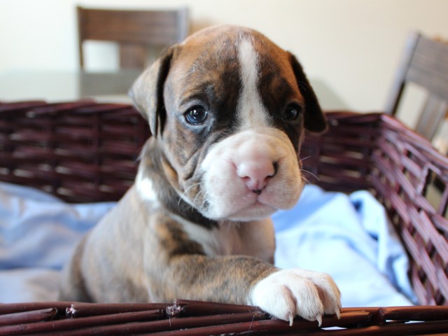 4. Male
Golden Brindle Boxer Puppy
 SOLD