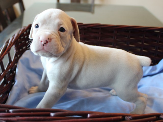 2. Female
White Boxer Puppy
 SOLD