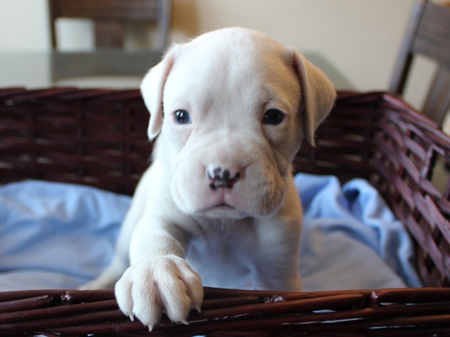 5. Male
White Boxer Puppy
 SOLD