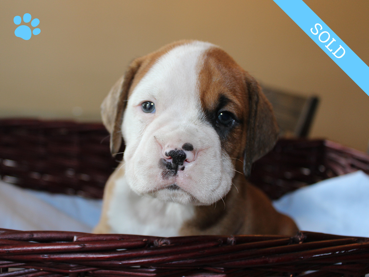 1. Male
Flashy Fawn Boxer Puppy
 SOLD