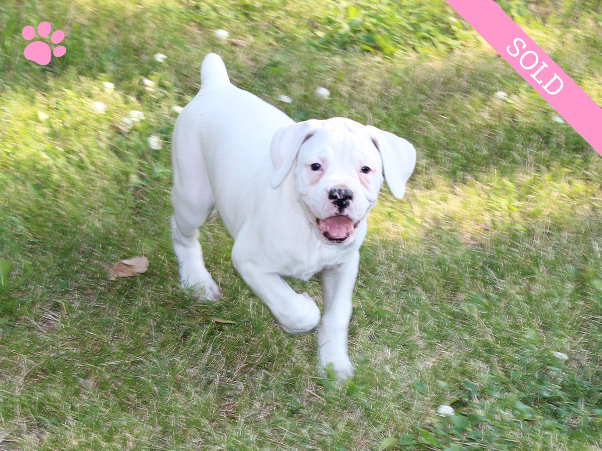 2. Female
White Boxer Puppy
 SOLD