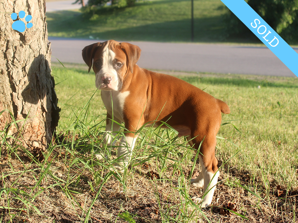 3. Male
Flashy Fawn Boxer Puppy
 SOLD