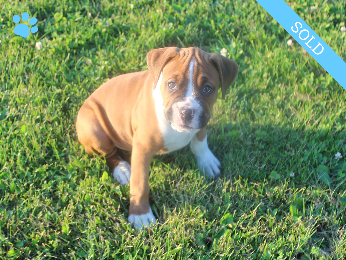 5. Male
Flashy Fawn Boxer Puppy
SOLD