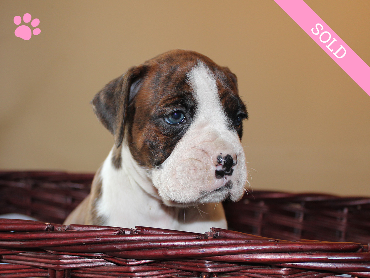 4. Female
Flashy Brindle Boxer Puppy
 SOLD