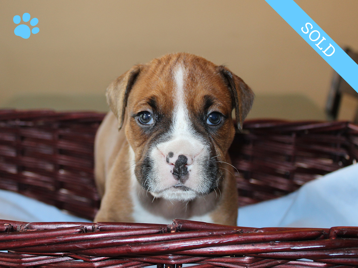 5. Male
Flashy Fawn Boxer Puppy
SOLD