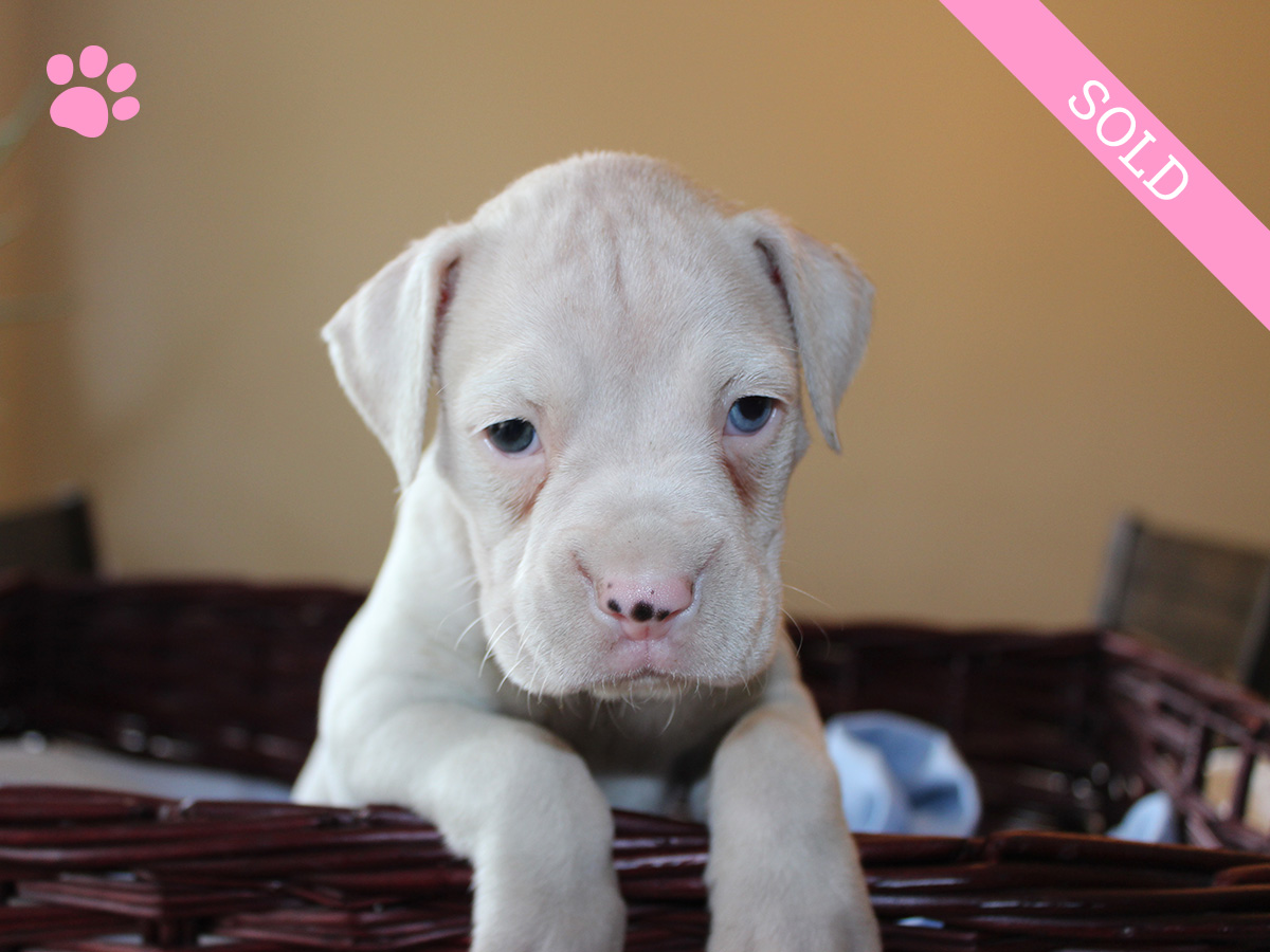 6. Female
White Boxer Puppy
 SOLD